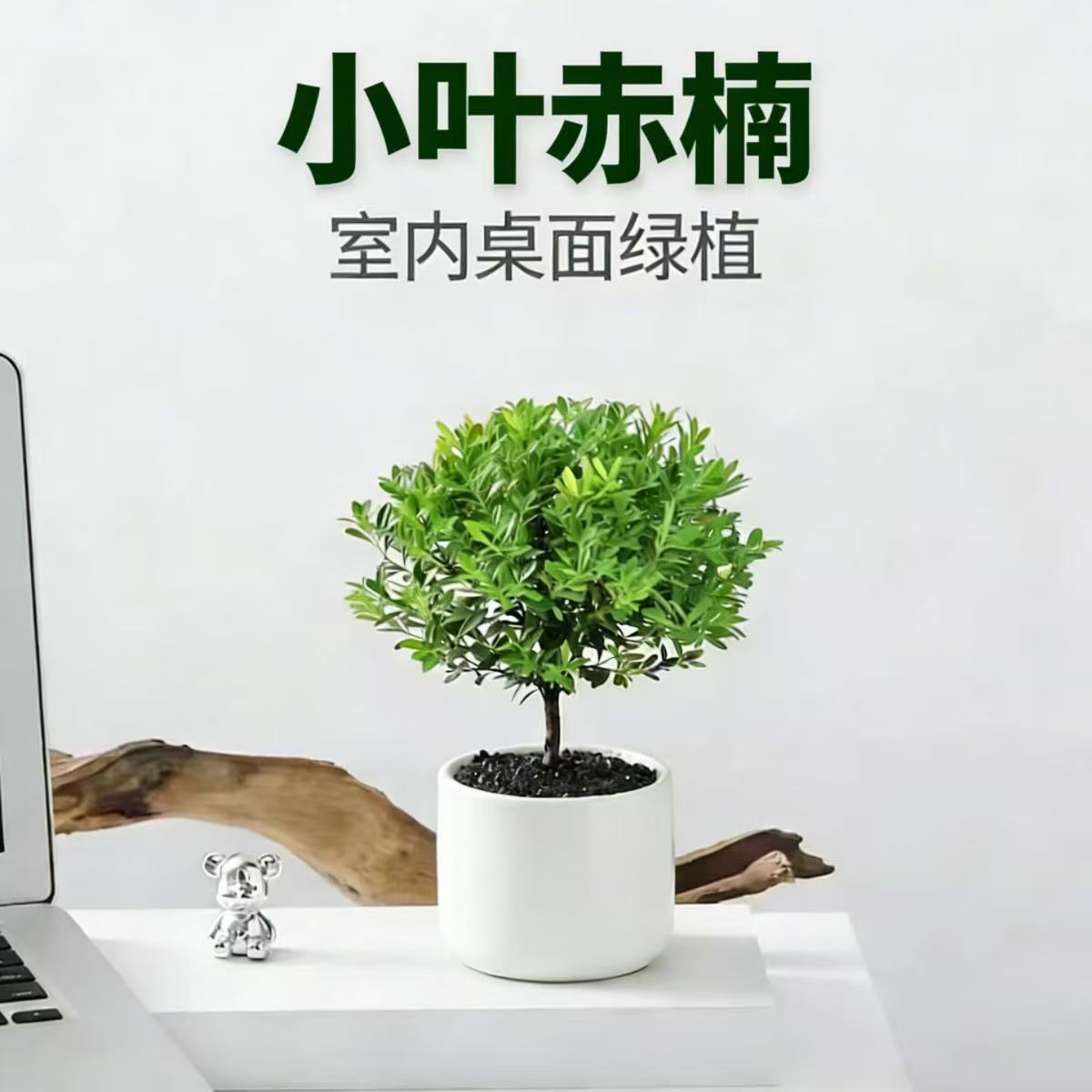 小叶赤楠绿植室内中式禅意植物盆景办公室桌面高级感小盆栽好养活