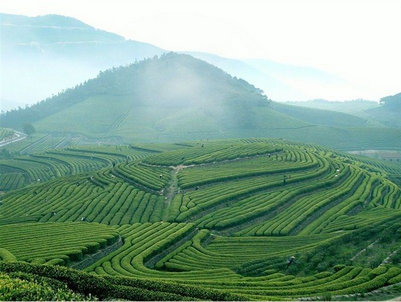 茶園全圖