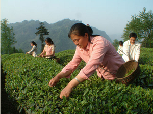 采茶