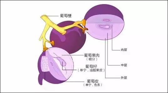 葡萄皮的秘密