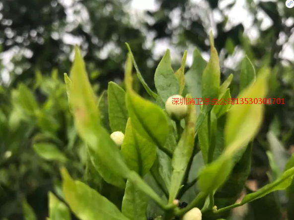 深圳滅蟲公司