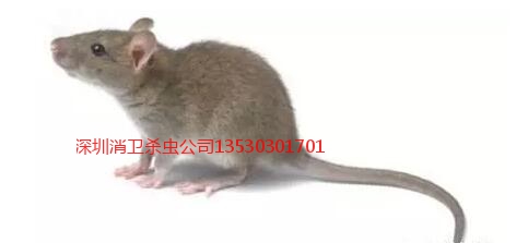 深圳龙岗灭鼠部门