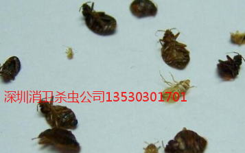 深圳杀臭虫公司