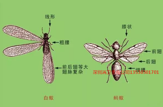 深圳灭白蚁哪家公司比较专业