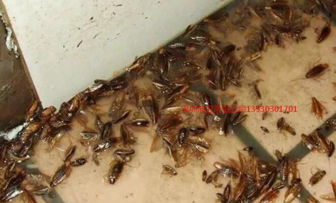 深圳专业灭蟑螂