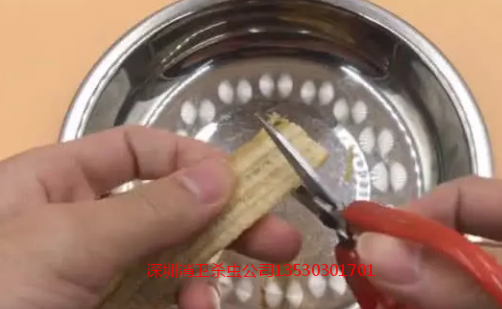 专业杀蟑螂机构