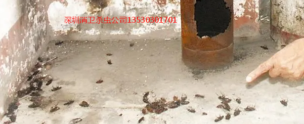 深圳市杀虫公司