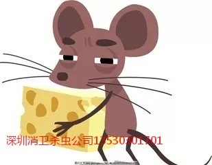 深圳家庭灭鼠