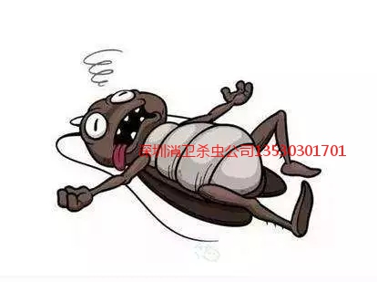 深圳滅殺蟑螂