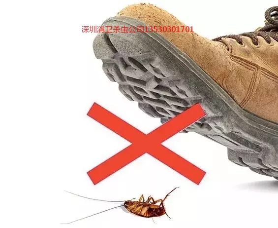深圳市灭蟑螂