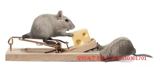 深圳除老鼠公司
