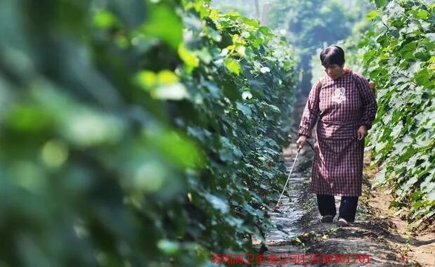 深圳专业杀虫公司