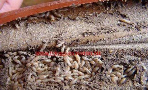 深圳市白蚁防治中心公司