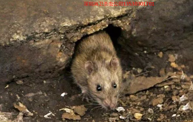 深圳除鼠
