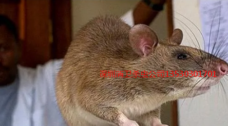 深圳灭老鼠公司