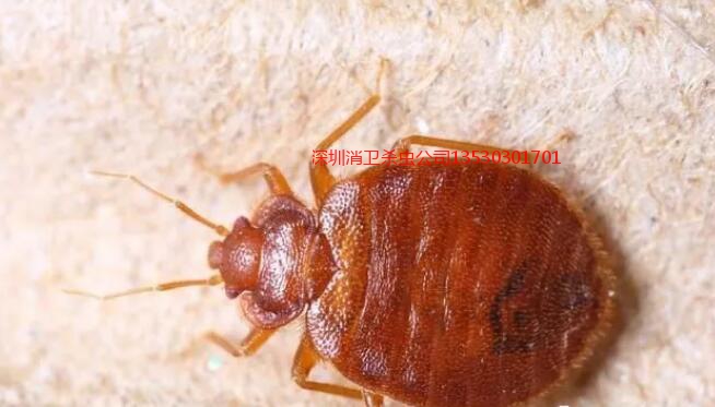 深圳灭臭虫收费的标准