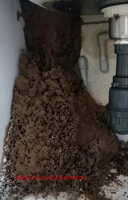 深圳杀虫防治公司