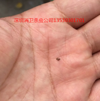 除四害服务公司