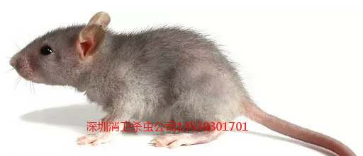 深圳消杀老鼠