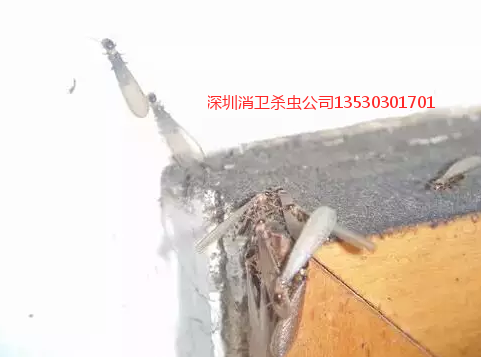 深圳白蚁的防治中心