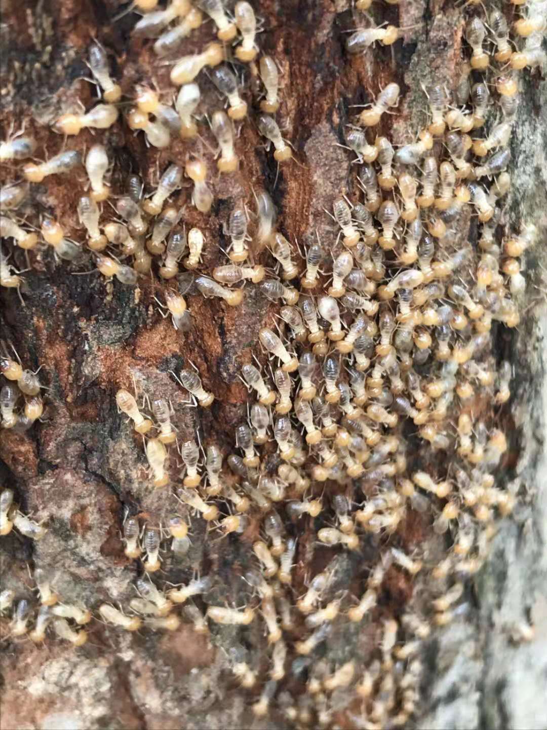 深圳白蚁防治公司