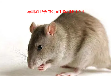 深圳灭四害