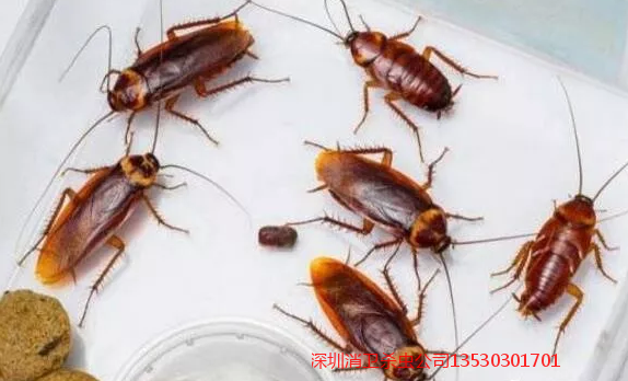 深圳杀蟑螂