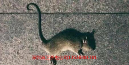 深圳灭鼠公司怎么收费