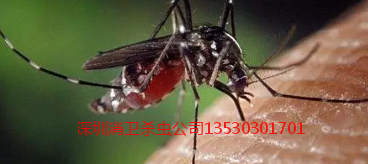 深圳杀虫公司