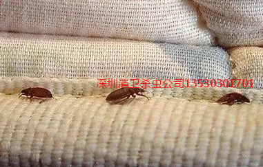 深圳杀臭虫