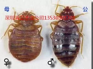 深圳灭臭虫公司专业灭臭虫