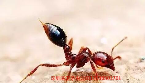 深圳灭红火蚁