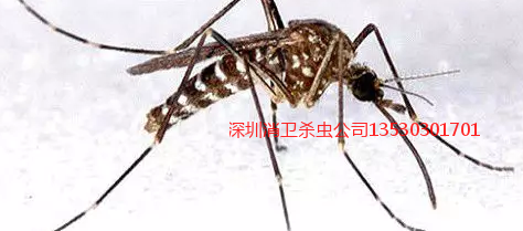蚊子