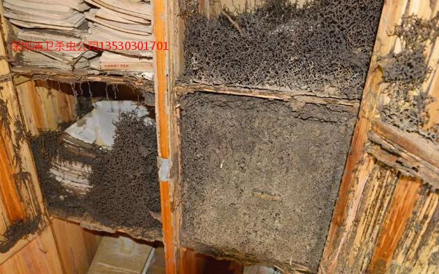 深圳白蚁的防治公司
