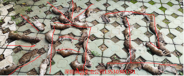 深圳灭鼠公司
