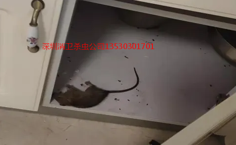 深圳别墅家庭灭鼠