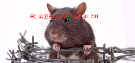 深圳抓老鼠