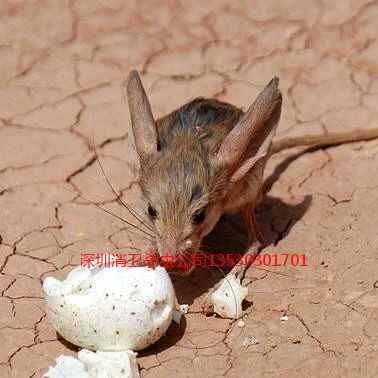 深圳除四害灭鼠哪家好