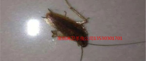 杀虫公司是如何杀虫的