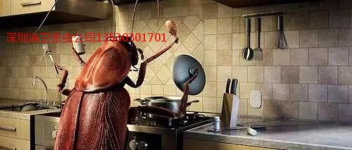 深圳灭蟑螂公司有用吗