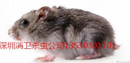 深圳上面除鼠