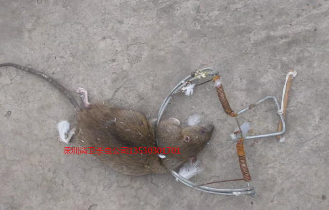 深圳上门杀老鼠