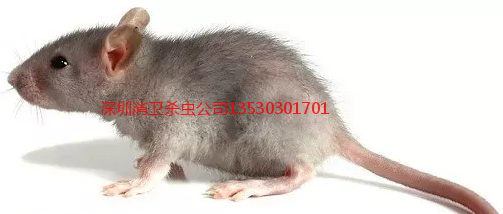深圳灭鼠