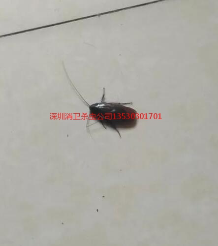 深圳灭蟑螂公司用什么方法