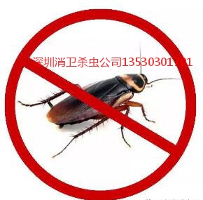 深圳蟑螂怎么消灭