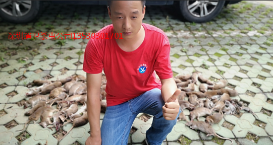 深圳灭鼠公司