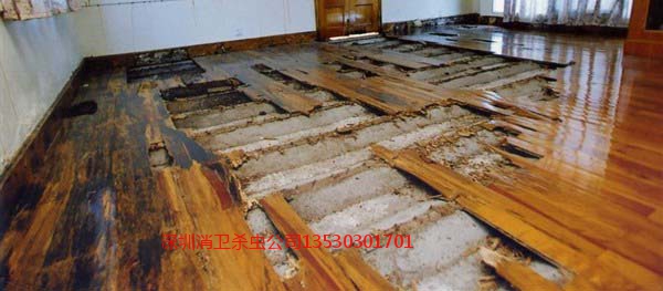 深圳白蟻防治費收費標準