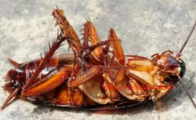 深圳杀蟑螂公司