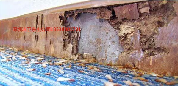 深圳白蚁防治公司哪家好