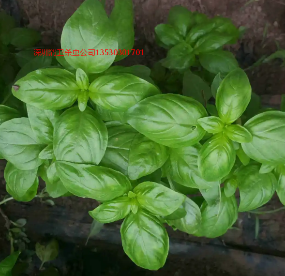 深圳市哪里有专业杀虫的公司